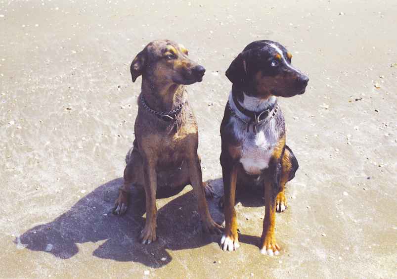 Click on dis to make it Big!