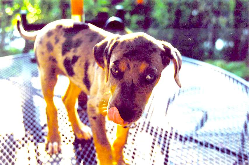 Click on dis to make it Big!